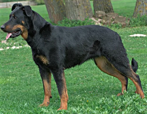 Beauceron - Working breed known for being Calm and Courageous