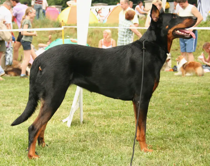 Beauceron, a 87% match to Boerboel