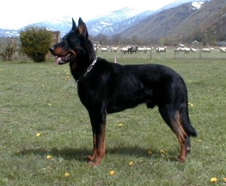 Beauceron photo thumbnail 4