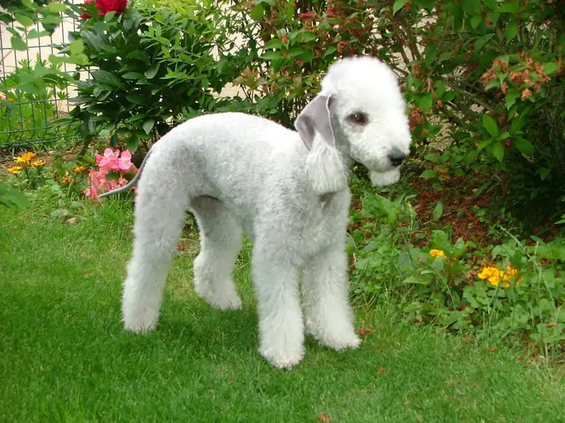 Bedlington Terrier - Terrier breed known for being Affectionate and Courageous