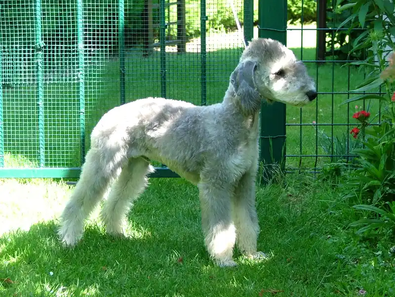 Bedlington Terrier, a 83% match to Sealyham Terrier