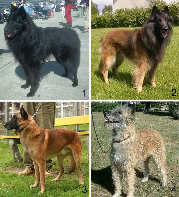 Belgian Shepherd photo thumbnail 1