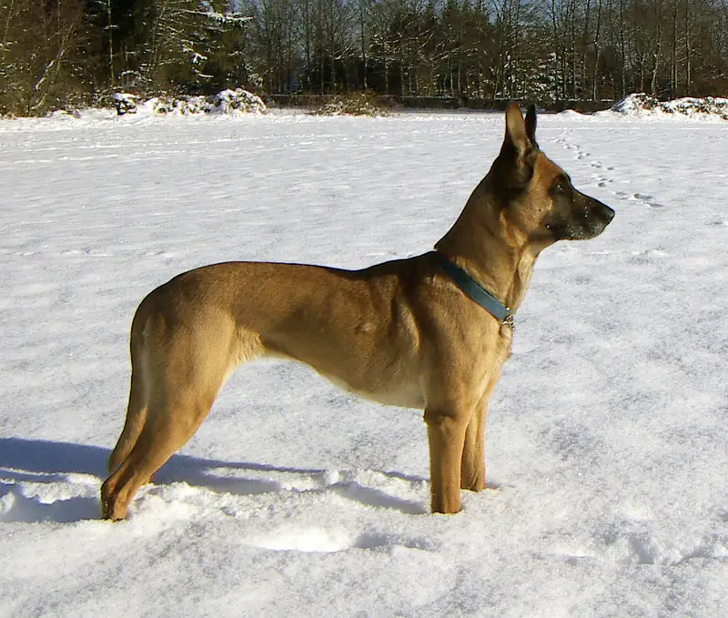 Belgian Shepherd, a 85% match to Miniature American Shepherd