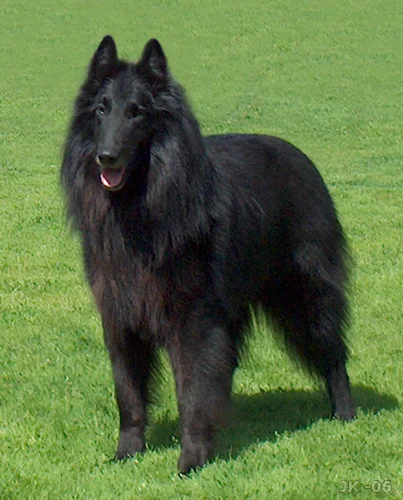 Belgian Shepherd photo thumbnail 3