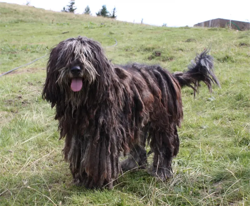 Bergamasco Shepherd - Herding breed known for being Calm and Intelligent