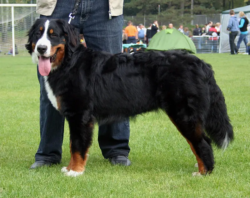 Bernese Mountain Dog - Working breed, Affectionate and Calm