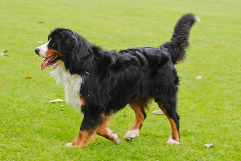 Bernese Mountain Dog photo thumbnail 4