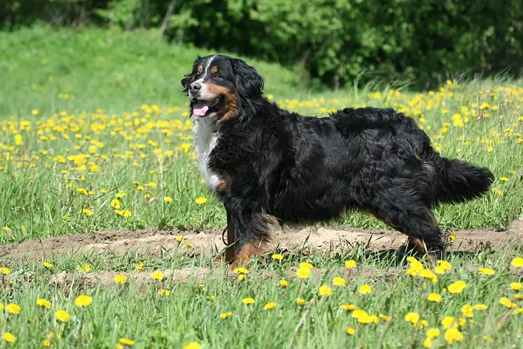 Bernese Mountain Dog photo thumbnail 6