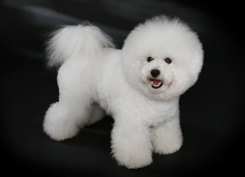 Bichon Frise - Non-Sporting breed, Affectionate and Cheerful