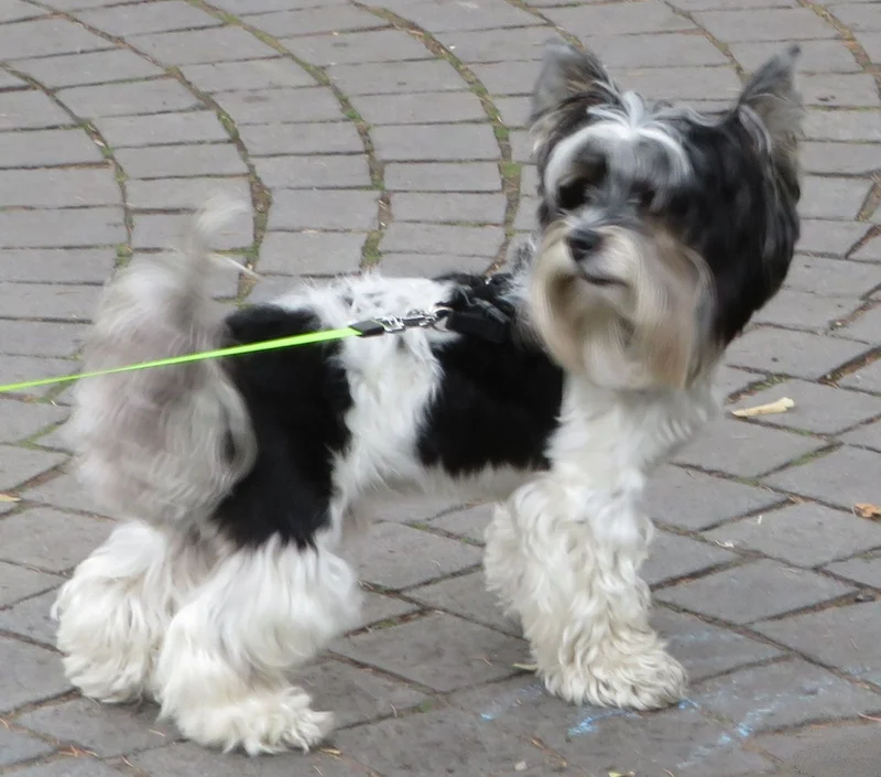 Biewer Terrier - Toy breed, Affectionate and Charming