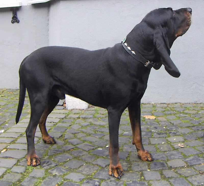 Black and Tan Coonhound - Hound breed known for being Alert and Gentle