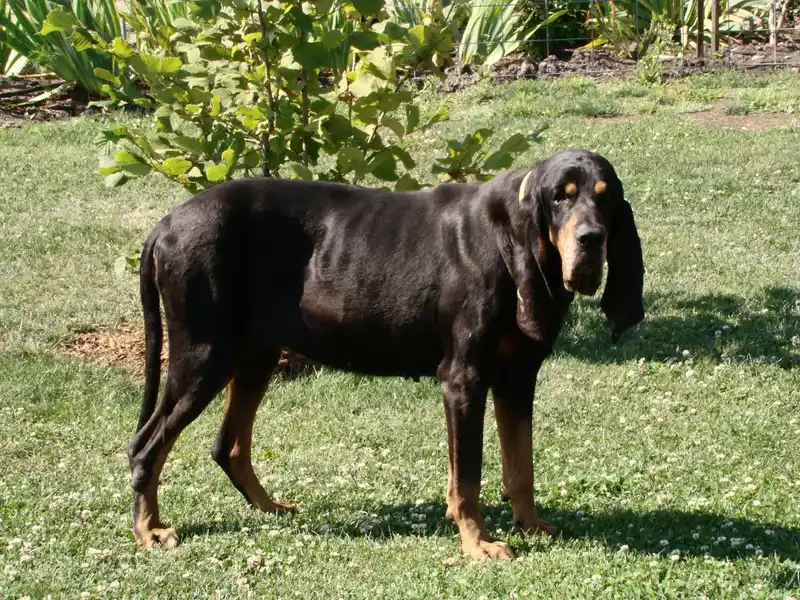 Black and Tan Coonhound photo thumbnail 2