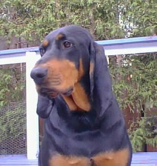 Black and Tan Coonhound photo thumbnail 3