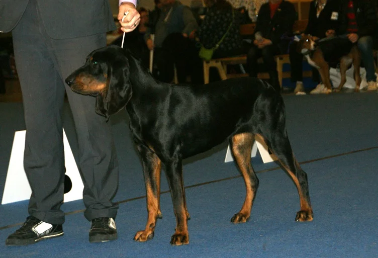 Black and Tan Coonhound photo thumbnail 4