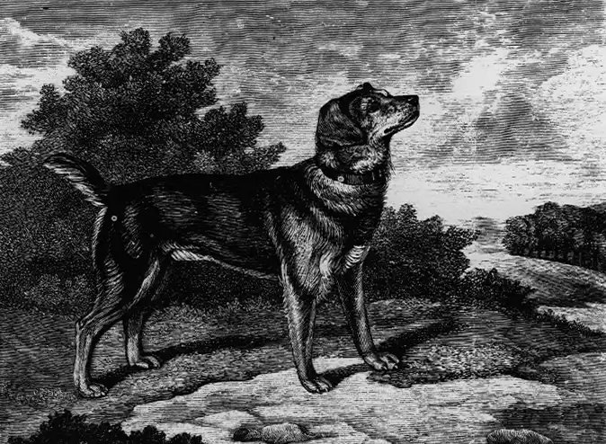 Black and Tan Terrier - Terrier breed, Affectionate and Energetic