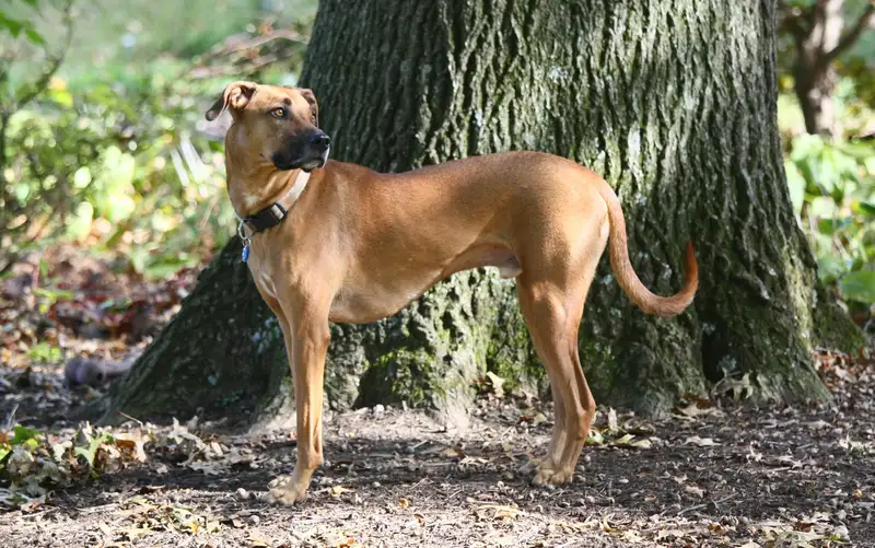 Black Mouth Cur - Herding breed, Affectionate and Intelligent