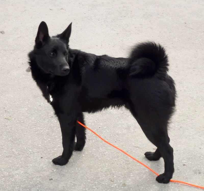 Black Norwegian Elkhound - Hound breed known for being Alert and Courageous