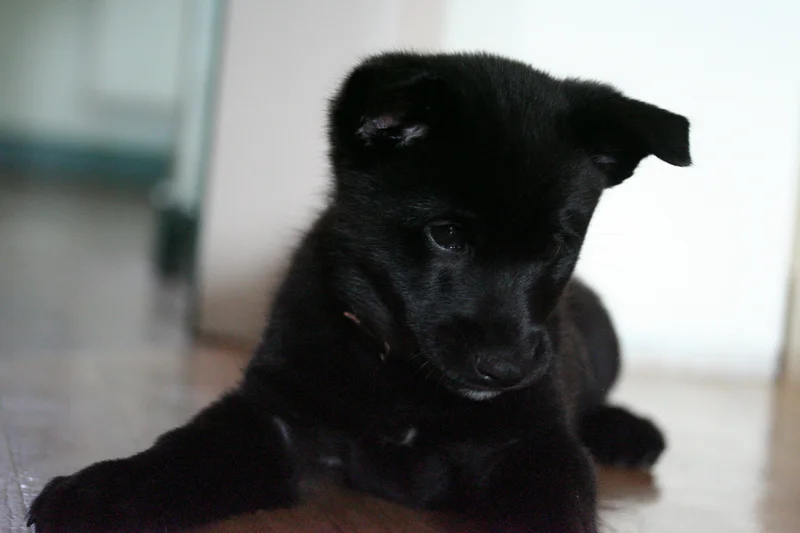 Black Norwegian Elkhound photo thumbnail 2