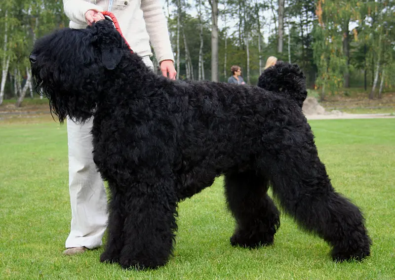 Black Russian Terrier photo thumbnail 1