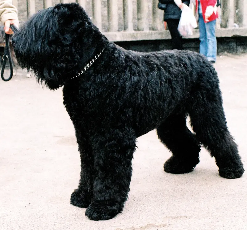Black Russian Terrier photo thumbnail 2
