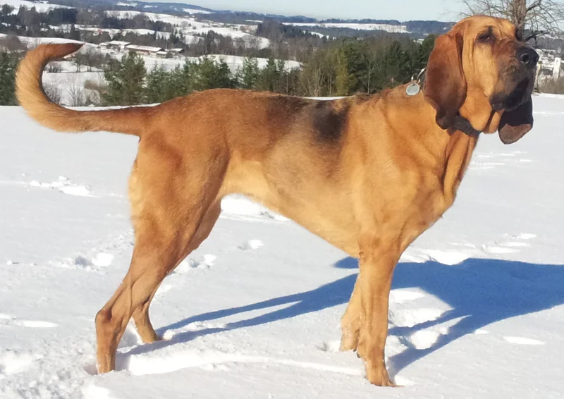Bloodhound - Hound breed known for being Affectionate and Gentle