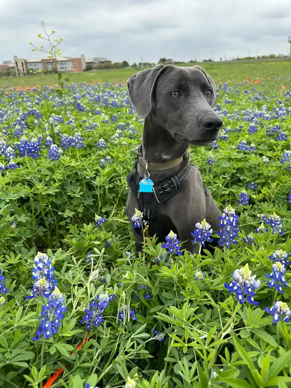 Blue Lacy photo thumbnail 1