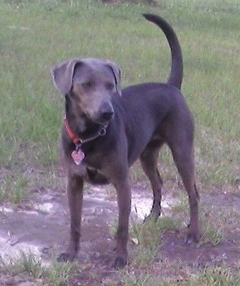 Blue Lacy photo thumbnail 2