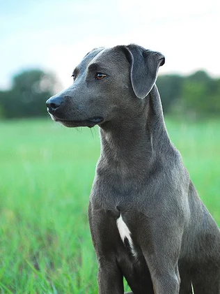 Blue Lacy photo thumbnail 3