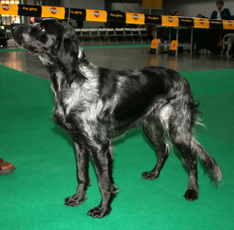 Blue Picardy Spaniel, a 86% match to German Spaniel