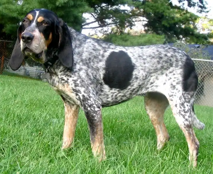 Bluetick Coonhound, a 78% match to Bloodhound