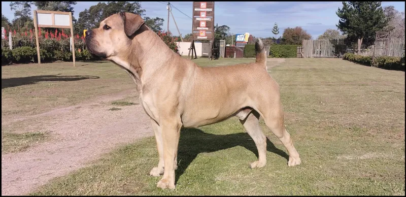 Boerboel - Working breed known for being Calm and Confident