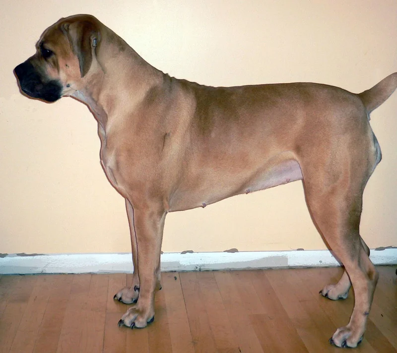 Boerboel, a 87% match to Beauceron