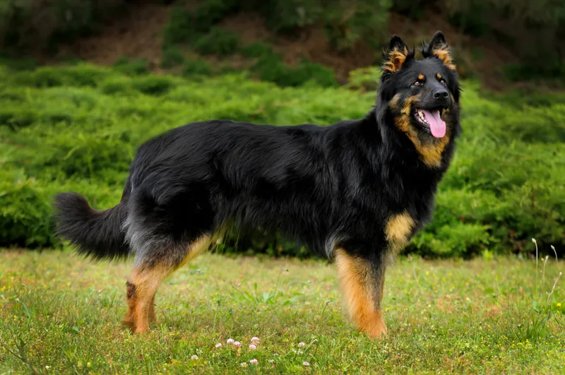Bohemian Shepherd, a 90% match to Schapendoes
