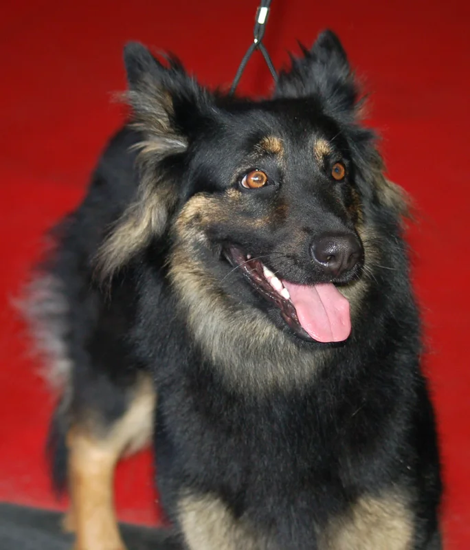 Bohemian Shepherd photo thumbnail 2