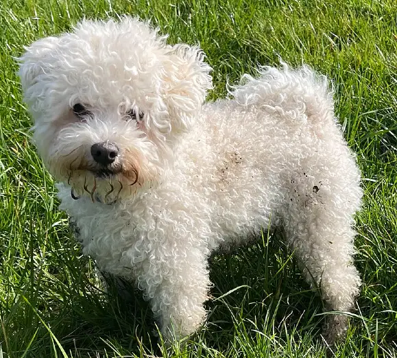 Bolognese, a 88% match to Chinese Crested Dog