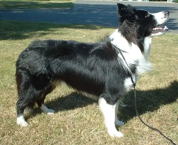 Border Collie - Herding breed known for being Alert and Energetic