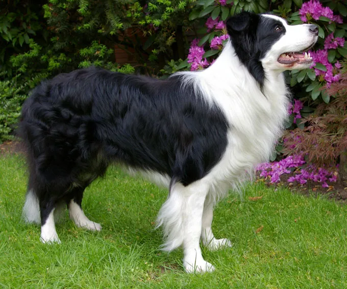 Border Collie photo thumbnail 2
