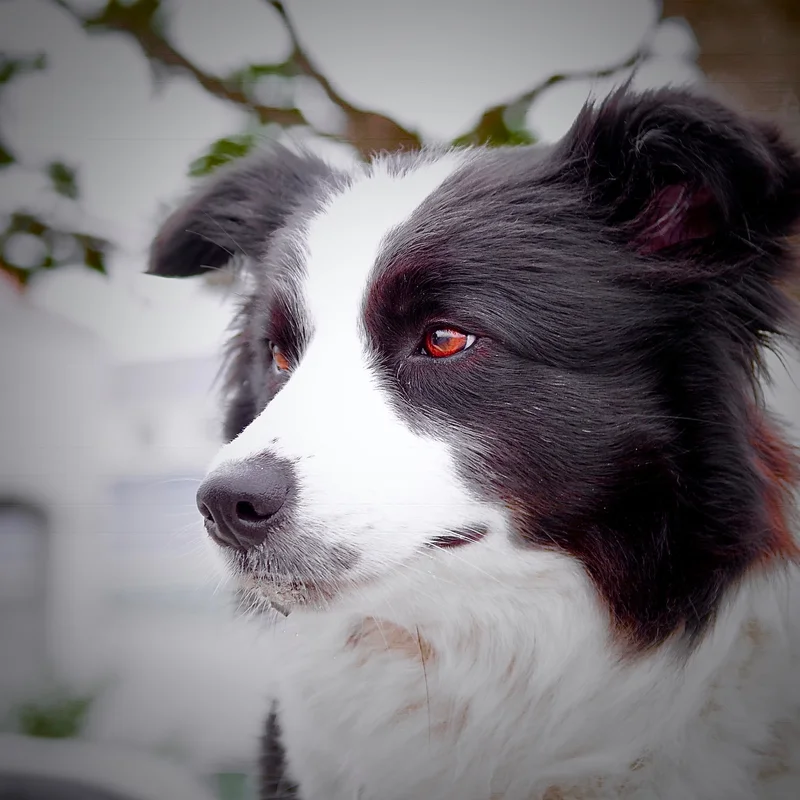 Border Collie photo thumbnail 3