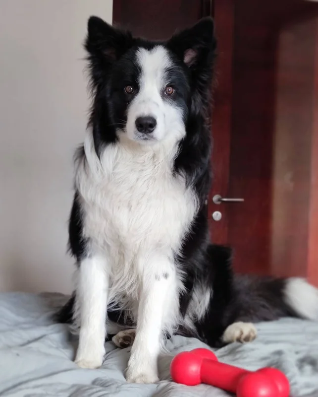 Border Collie photo thumbnail 4