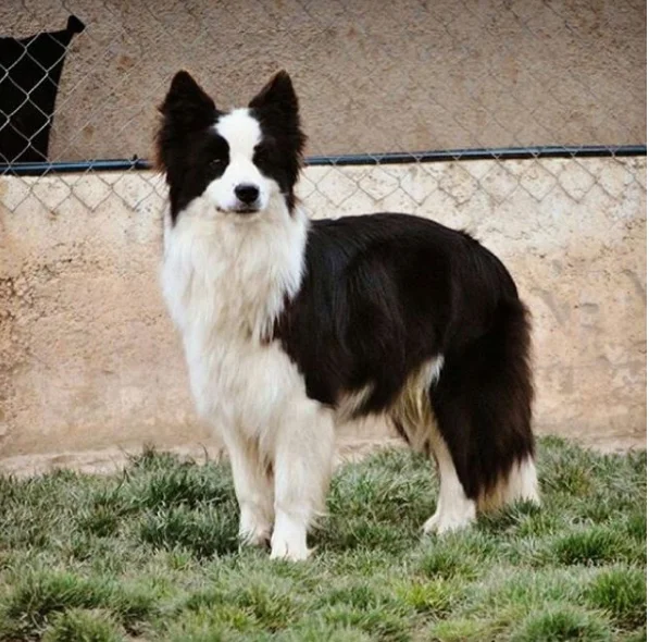 Border Collie photo thumbnail 5