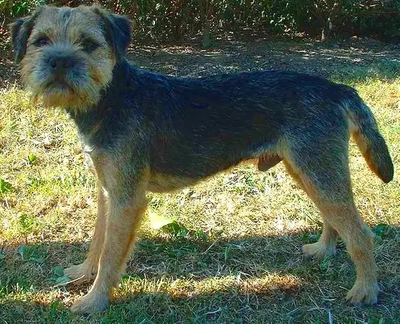 Border Terrier - Terrier breed known for being Affectionate and Energetic