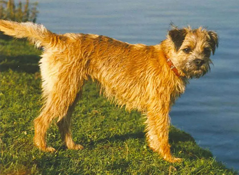 Border Terrier, a 86% match to Kaikadi