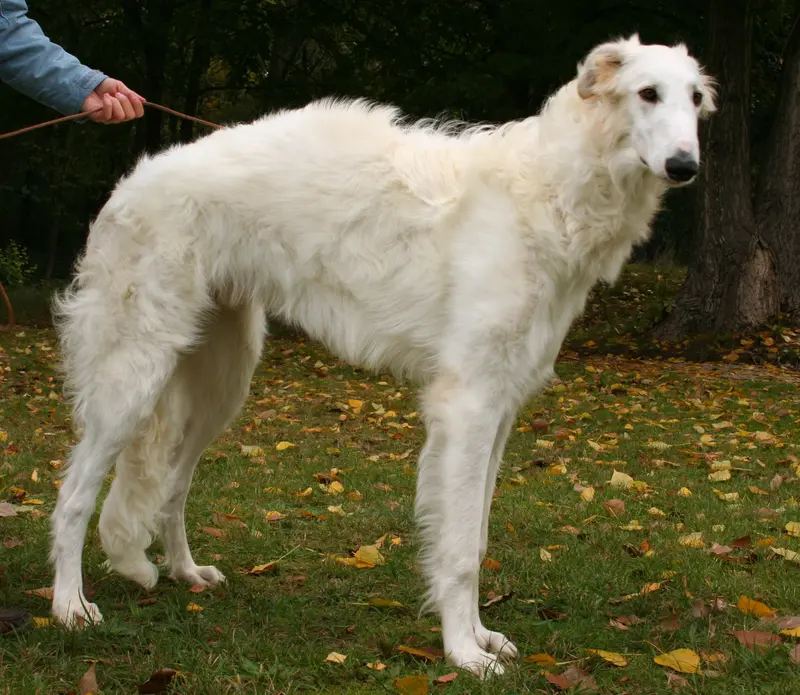 Borzoi, a 85% match to Afghan Hound