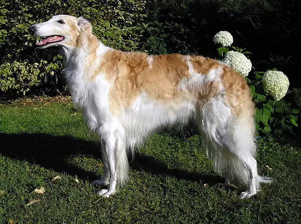 Borzoi photo thumbnail 2