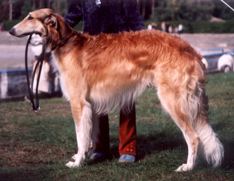 Borzoi photo thumbnail 3