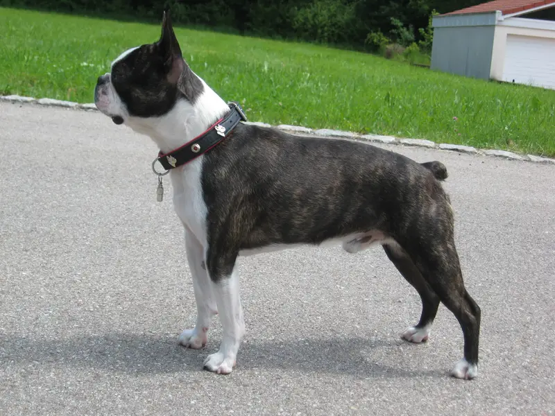 Boston Terrier - Non-Sporting breed, Affectionate and Alert