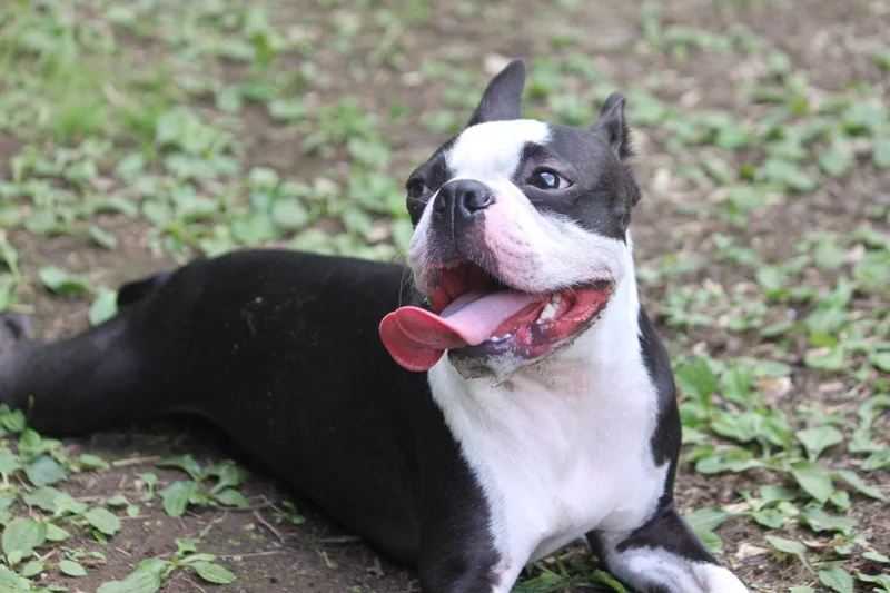 Boston Terrier photo thumbnail 3