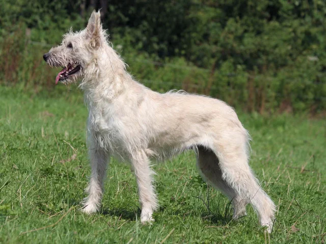 Bouvier des Ardennes - Herding breed known for being Gentle and Intelligent