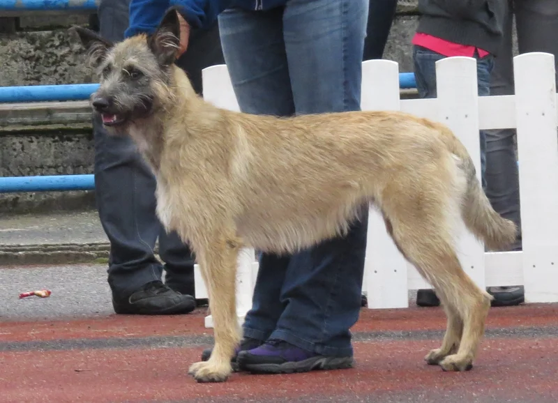 Bouvier des Ardennes, a 85% match to German Shepherd