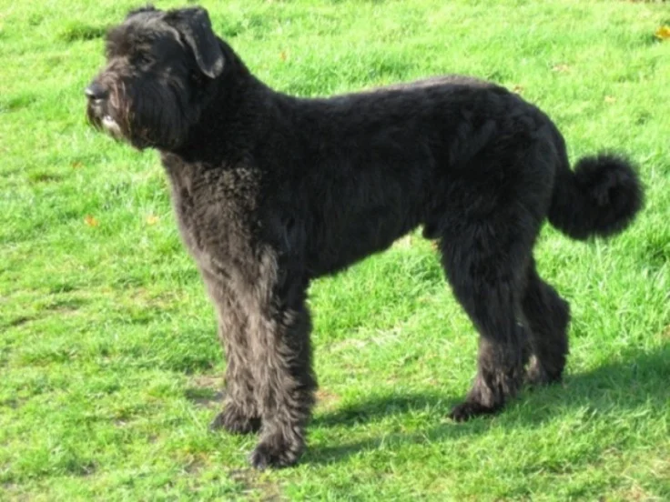 Bouvier des Flandres photo thumbnail 1